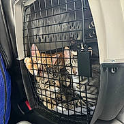 Lick Ah Lots is registered to the contest to win money with this photo: animal, black_and_white_cat, black_grid, cage, car_interior, cat, closeup, cozy, curious, feline, group, indoor, orange_cat, pet_carrier, pets, resting, seat, tabby_cat, transport, travel