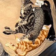 Lick Ah Lots joined the competition — help win amazing prizes! cat, tabby_cat, orange_cat, black_and_white_cat, sleeping, blanket, cozy, pet, furry, animal, indoor, resting, pile, cute, domestic_animal, fur, snuggling, soft, peaceful, dog