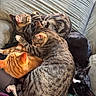 Lick Ah Lots joined the competition — help win amazing prizes! animal, black_cat, cat, cats, couch, cozy, feline, fur, indoor, nap, orange_cat, pets, pile, resting, sleeping, soft_light, striped, tabby, warmth, whiskers