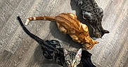 Lick Ah Lots joined the competition — help win amazing prizes! animal, black_cat, cat, cats, companions, curious, domestic_animal, feeding, feline, floor, four_animals, group, indoor, looking_up, orange_cat, pet, playful, striped_cat, tabby, wooden_floor