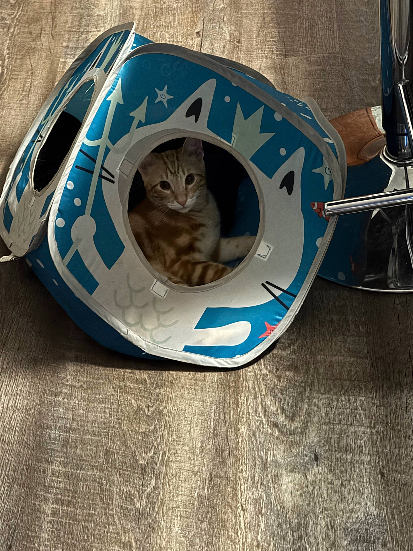 Chester joined the competition — help win amazing prizes! animal, blue, cat, cat_house, chair, cozy, cube, curious, cute, domestic_cat, feline, flooring, indoor, metal, orange_tabby, pet, playful, resting, white, wooden_floor