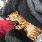 Chester joined the competition — help win amazing prizes! animal, black_fur, blanket, cat, closeup, comfort, couch, cozy, dog, friendship, furry, ginger_cat, home, indoor, nap, pet, red_pillow, relaxation, resting, sleeping