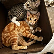 Chester is registered to the contest to win money with this photo: animal, box, cat, companionship, cozy, curious, cute, ears, feline, fur, indoor, looking, orange_tabby, paws, pets, resting, snuggle, striped_cat, warm_lighting, whiskers