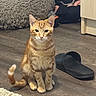 Chester is registered to the contest to win money with this photo: animal, blanket, cat, clothing, cozy, curious, cute, domestic, ears, floor, furniture, home, indoor, orange_tabby, pet, sitting, slipper, tail, whiskers, wooden_floor