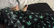 Chester is registered to the contest to win money with this photo: animal, bed, blanket, cat, comfort, cozy, cute, domestic_animal, feline, fur, household, indoor, leaf_pattern, orange_tabby, pet, pillow, relaxed, resting, sleeping_area, snuggled