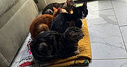Lucky is registered to the contest to win money with this photo: animal, black_and_white_cat, cat, cats, cozy, feline, fur, glass_door, group, home, indoor, orange_cat, peaceful, pets, quilt, resting, sunlight, tabby_cat, tile_floor, window