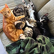 Lucky is registered to the contest to win money with this photo: animal, black_cat, blanket, cat, companions, couch, cozy, cute, feline, fur, indoor, nap, orange_tabby, paws, pets, relaxing, resting, sleeping, striped_cat, whiskers