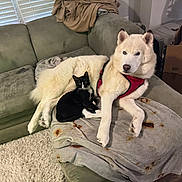 Lucky is registered to the contest to win money with this photo: animal, black_and_white_cat, blanket, blinds, cardboard_boxes, cat, companion, couch, cozy, dog, floor, furniture, harness, home, indoor, pet, relaxing, resting, white_dog, window