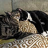 Lucky is registered to the contest to win money with this photo: animal, cat, closeup, companion, couch, cozy, cushion, cute, domestic_animal, feline, fur, indoor, nap, pattern, pet, relaxing, resting, sleeping, tabby_cat, tuxedo_cat
