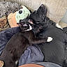 Lucky joined the competition — help win amazing prizes! animal, black_and_white_cat, black_dog, blanket, cat, comfort, couch, cozy, dog, friendship, fur, hugging, indoor, nap, pet, plush_toy, relaxation, resting, sleeping, soft