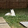Angle joined the competition — help win amazing prizes! animal, backyard, canine, daylight, dog, fur, grass, lawn, mammal, nature, outdoor, peaceful, pet, quiet, relaxed, resting, sunlight, white_dog, wooden_fence, wooden_planks