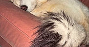 Angle joined the competition — help win amazing prizes! animal, canine, companion, couch, cozy, cute, dog, domestic, fluffy, fur, furniture, house, indoor, nap, pet, relaxed, resting, sleeping, tail, white_dog