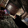 Angle is registered to the contest to win money with this photo: animal, bed, black_dog, blanket, blankets, carpet, cozy, cuddle, curtains, dog, door, dresser, furniture, home, indoor, pets, plastic_bin, room, television, white_dog