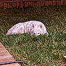 alert, animal, backyard, canine, dog, fence, fur, grass, greenery, hiding, nature, outdoor, peeking, pet, quiet, resting, white_dog, wooden_deck, wooden_fence, yard