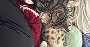 Carl And Booga is registered to the contest to win money with this photo: animal, blanket, cat, comfort, couch, cozy, cute, domestic_animal, fur, home, indoor, paw, pet, pillow, relaxing, resting, sleeping, soft, striped, tabby_cat
