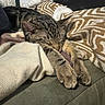 Carl And Booga joined the competition — help win amazing prizes! animal, blanket, cat, comfort, couch, cozy, cute, domestic_animal, feline, fur, home, indoor, paw, pet, pillow, relaxing, resting, sleeping, tabby_cat, whiskers