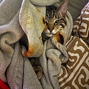 Carl And Booga is registered to the contest to win money with this photo: animal, blanket, cat, comfort, cozy, cute, ears, face, feline, fur, indoor, patterned_cushion, pet, relaxation, resting, sleepy, snuggled, soft_texture, tabby_cat, warm