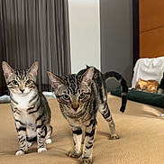 Carl And Booga joined the competition — help win amazing prizes! tabby_cat, cat, indoor, bed, feline, curious, pet, animal, striped, four_legs, whiskers, ears, tail, resting, cushion, blanket, curtains, wood_panel, domestic, living_room