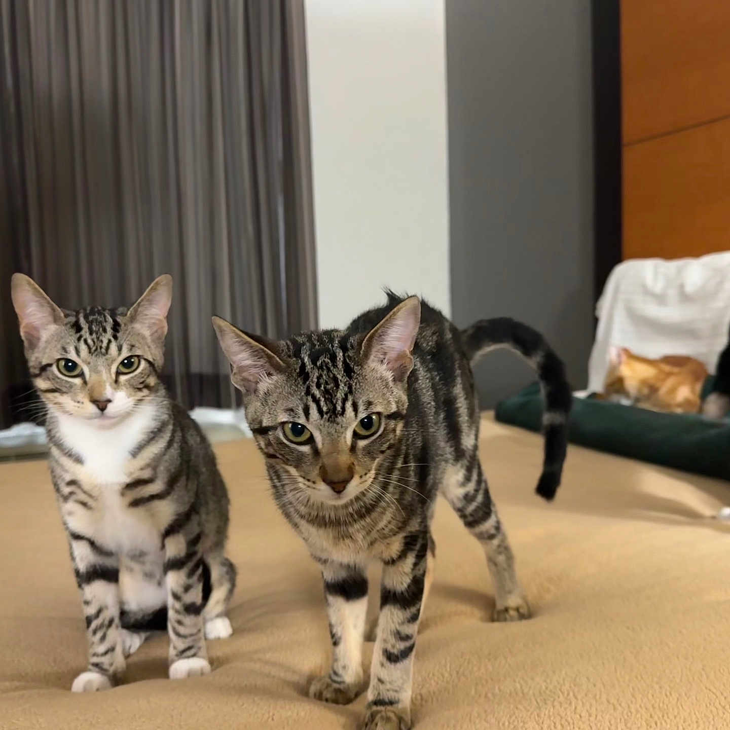 Carl And Booga joined the competition — help win amazing prizes! tabby_cat, cat, indoor, bed, feline, curious, pet, animal, striped, four_legs, whiskers, ears, tail, resting, cushion, blanket, curtains, wood_panel, domestic, living_room