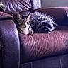 Carl And Booga is registered to the contest to win money with this photo: animal_pair, brown, cat, companion, couch, cozy, curled_up, cute, dog, domestic_animals, fluffy_dog, furniture, indoor, leather, living_room, pet, relaxed, resting, soft_light, tabby_cat