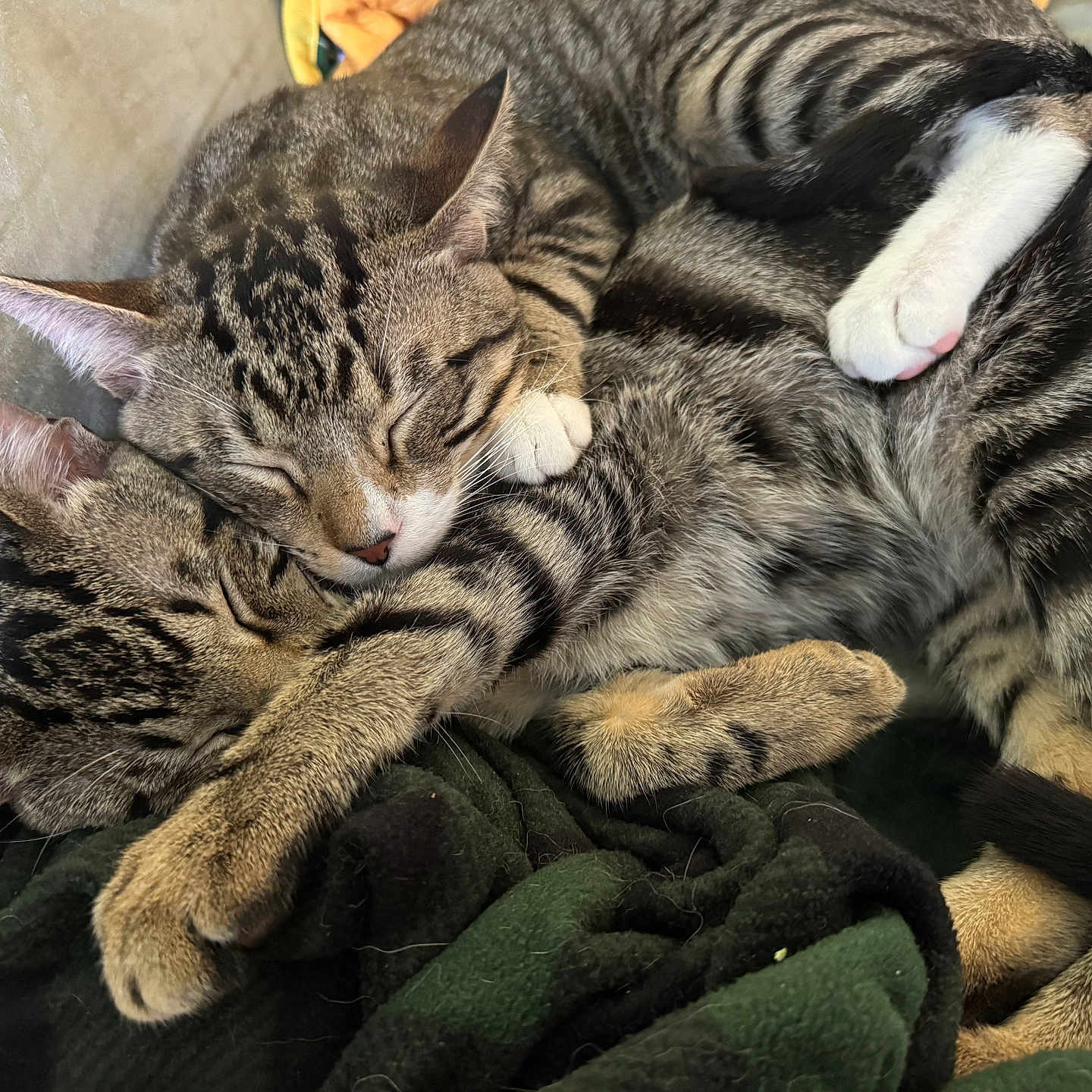 Carl And Booga is registered to the contest to win money with this photo: animal, blanket, cat, closeup, companion, cozy, cuddle, cute, ears, friendship, fur, indoor, napping, paw, peaceful, pets, resting, sleeping, tabby, whiskers