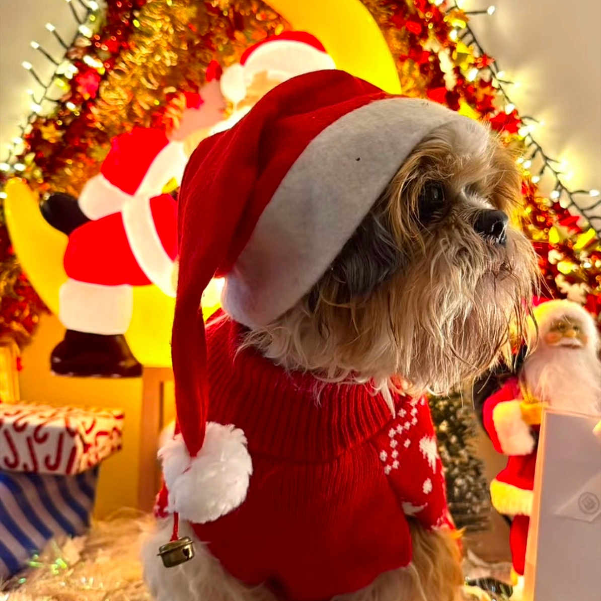 Kiwi a rejoint le concours — aidez-le/la à gagner de superbes lots ! affenpinscher, animal, bird, canine, christmas, christmasdecorations, christmastree, clothing, dog, elf, festival, flag, flower, hat, hound, partyhat, pet, poodle, puppy, terrier