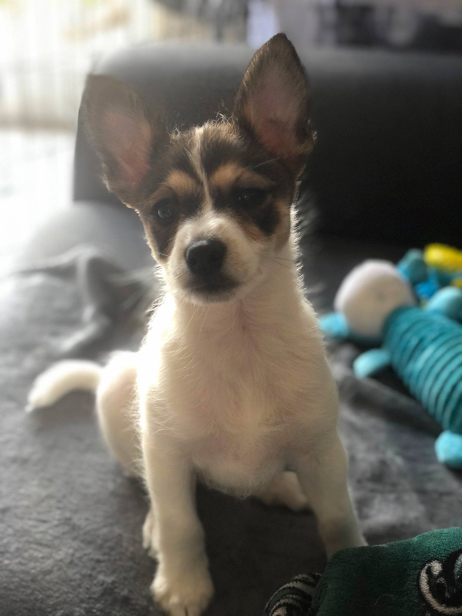 Joey is registered to the contest to win money with this photo: canidae, carnivore, companion_dog, dog, dog_breed, fawn, fur, paw, small_terrier, sporting_group, terrestrial_animal, terrier, toy_dog, whiskers, working_animal