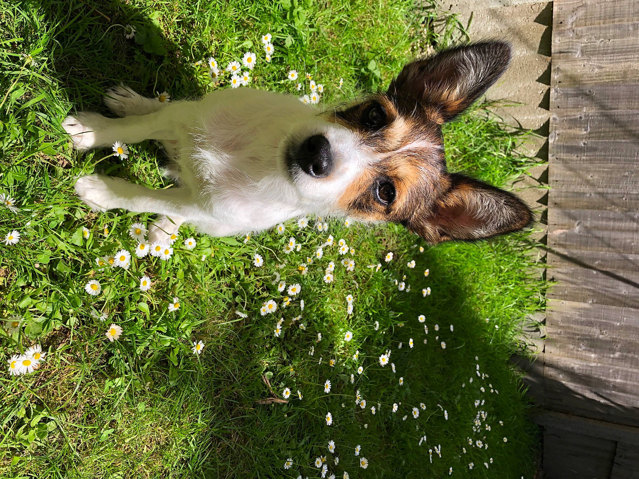 Joey joined the competition — help win amazing prizes! canidae, dog_breed, fawn, garden, grass, groundcover, happy, lawn, natural_landscape, pasture, people_in_nature, plant, shrub, snout, sporting_group, terrestrial_animal, whiskers, wildlife, wing, working_animal