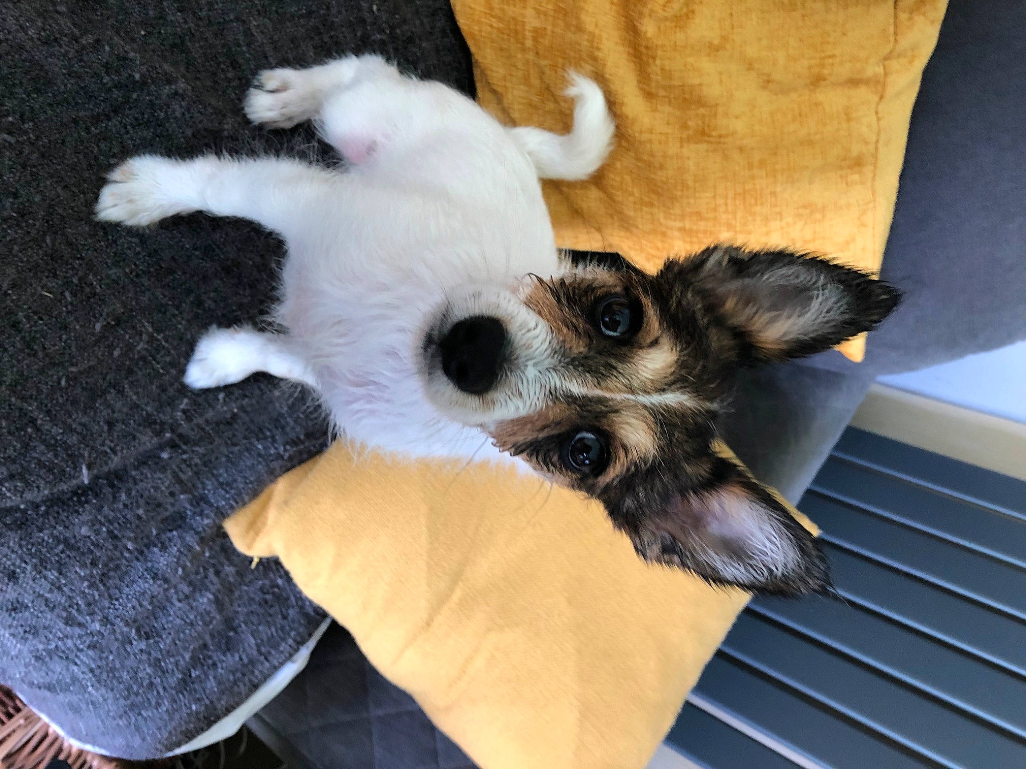 Joey is registered to the contest to win money with this photo: canidae, carnivore, claw, comfort, companion_dog, dog, dog_breed, dog_supply, ear, fawn, felidae, fur, linens, paw, snout, sporting_group, tail, toy_dog, whiskers, working_animal