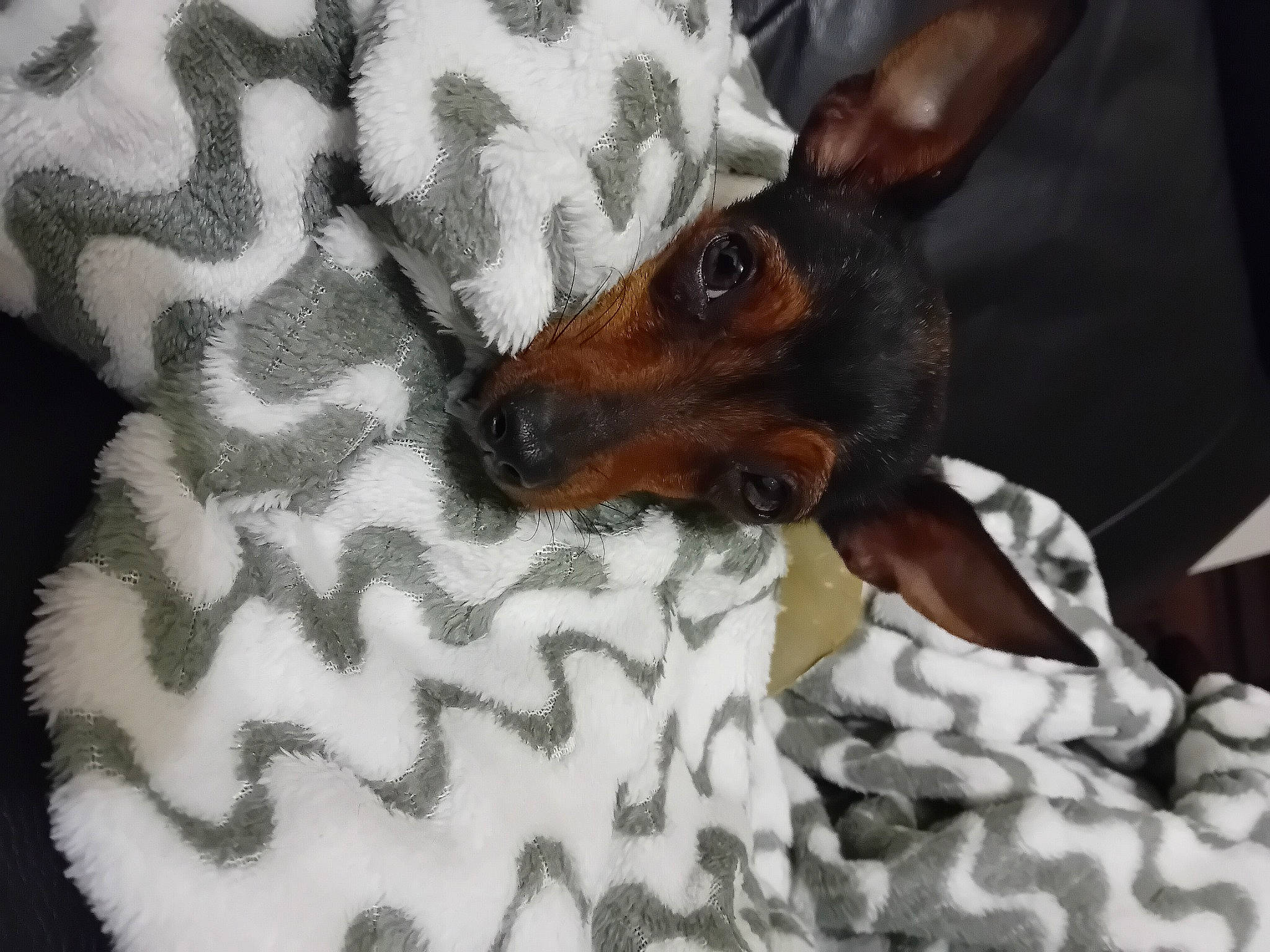 Victoria participe au concours pour gagner de l'argent avec cette photo : canidae, carnivore, comfort, companion_dog, dog, dog_breed, dog_supply, ear, fawn, fur, linens, pattern, pinscher, prazsky_krysarik, snout, sporting_group, terrestrial_animal, toy_dog, whiskers, working_animal