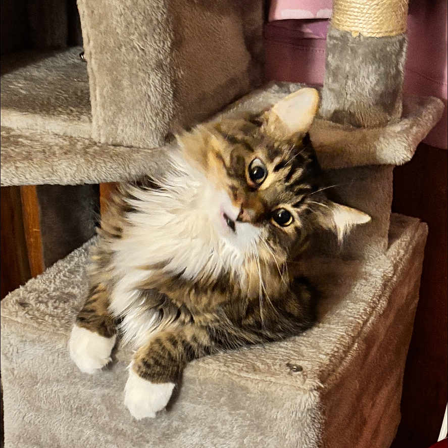 Gizmo