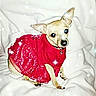 dog, small_dog, red_dress, sparkles, white_blanket, pet, cute, indoor, portrait, animal, sitting, looking_at_camera, festive, clothing, accessory, light_effects, chihuahua, domestic_animal, canine, adorable