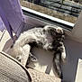 cat, fluffy, sunlight, window, curtain, cushion, indoor, relaxing, pet, feline, white, gray, stretching, cozy, shadow, soft, fur, resting, home, lazy