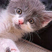 Luigi is registered to the contest to win money with this photo: kitten, cat, close_up, gray, white, pink_nose, paw, whiskers, fur, cute, pet, animal, young, indoor, relaxed, soft, texture, black_background, curious, small
