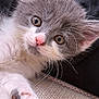 kitten, cat, close_up, gray, white, pink_nose, paw, whiskers, fur, cute, pet, animal, young, indoor, relaxed, soft, texture, black_background, curious, small
