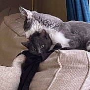 Maui joined the competition — help win amazing prizes! cat, cats, pet, feline, cuddle, cozy, indoor, couch, furniture, curious, black_cat, gray_cat, licking, soft_fur, relaxed, home, curtain, window, comfort, sleepy