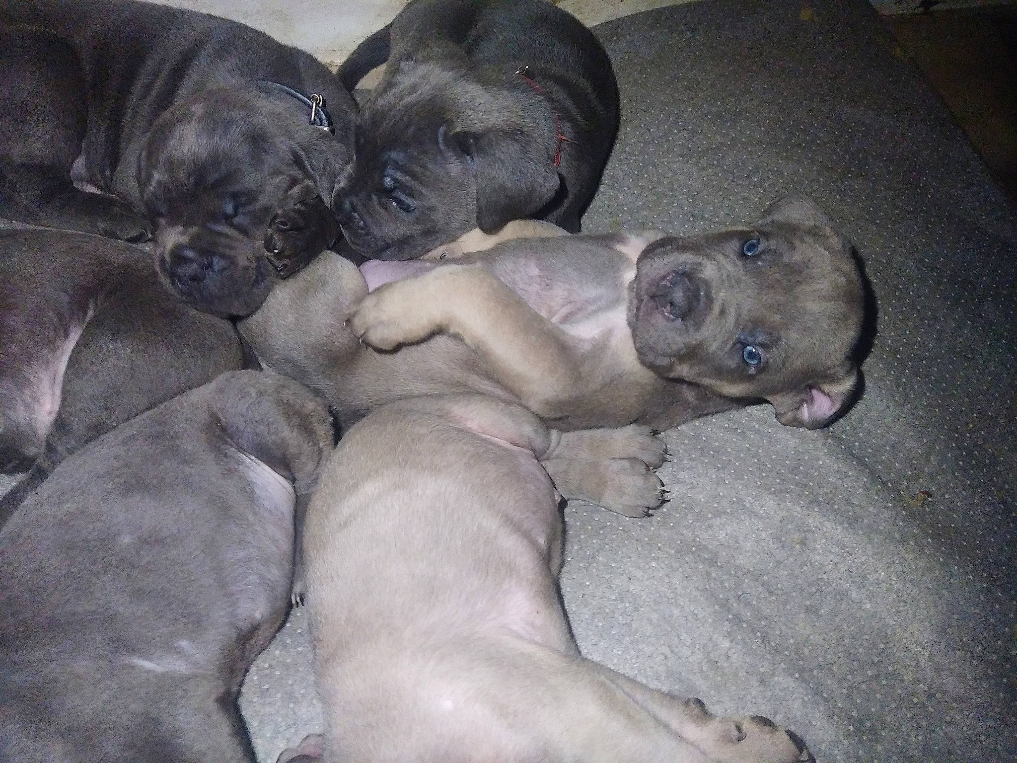 Taïga participe au concours pour gagner de l'argent avec cette photo : canidae, carnivore, comfort, companion_dog, dog, dog_breed, fawn, fur, grey, guard_dog, nap, puppy, sleep, snout, sporting_group, terrestrial_animal, toy_dog, whiskers, working_animal, wrinkle