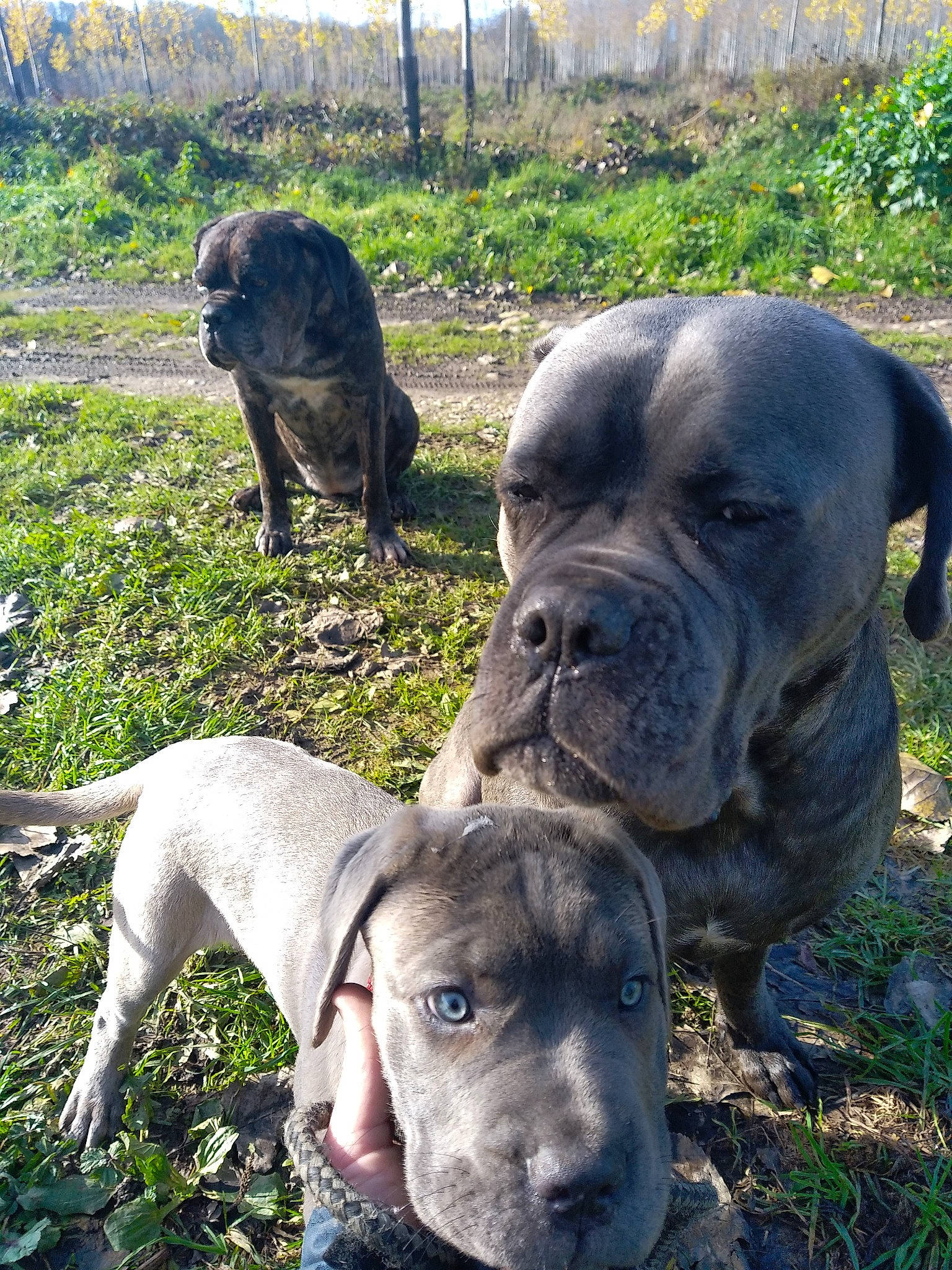 Taïga participe au concours pour gagner de l'argent avec cette photo : carnivore, collar, companion_dog, dog, dog_breed, dog_collar, fawn, grass, guard_dog, molosser, plant, snout, sporting_group, tail, terrestrial_animal, tree, whiskers, working_animal, working_dog, wrinkle