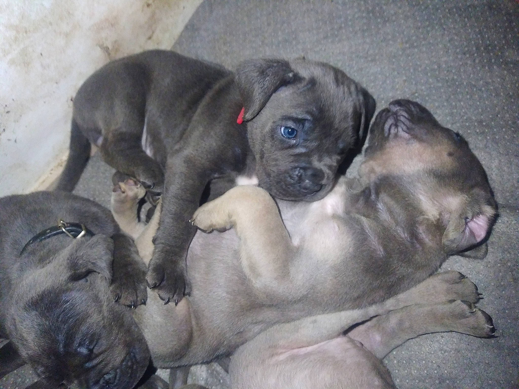 Taïga participe au concours pour gagner de l'argent avec cette photo : bored, bulldog, canidae, carnivore, comfort, companion_dog, dog, dog_breed, fawn, grey, molosser, non_sporting_group, paw, pug, snout, sporting_group, terrestrial_animal, toy_dog, working_animal, wrinkle