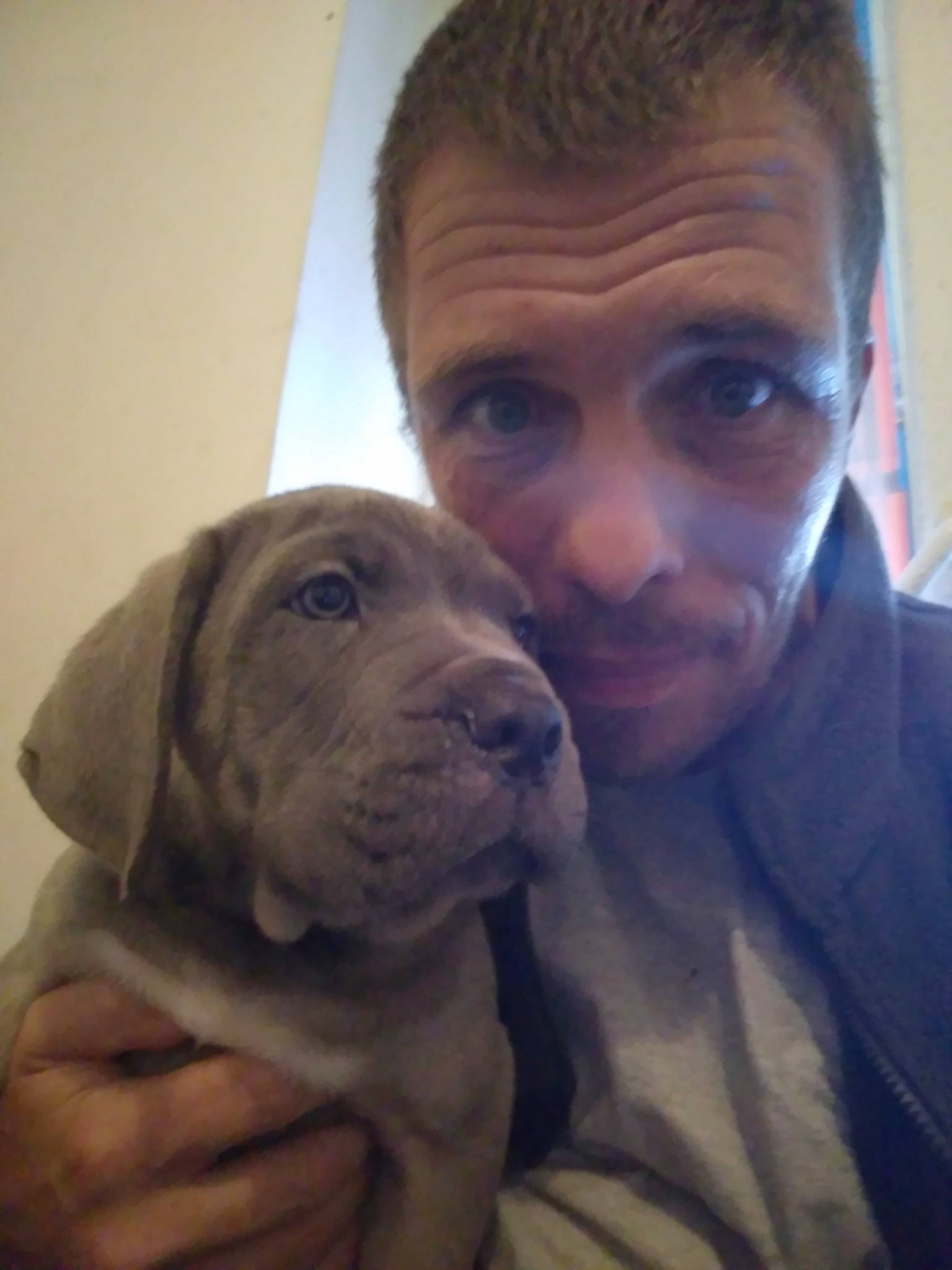 Taïga participe au concours pour gagner de l'argent avec cette photo : canidae, carnivore, companion_dog, dog, dog_breed, ear, eye, fawn, fur, gesture, happy, liver, nose, puppy_love, selfie, snout, sporting_group, whiskers, working_animal, wrinkle