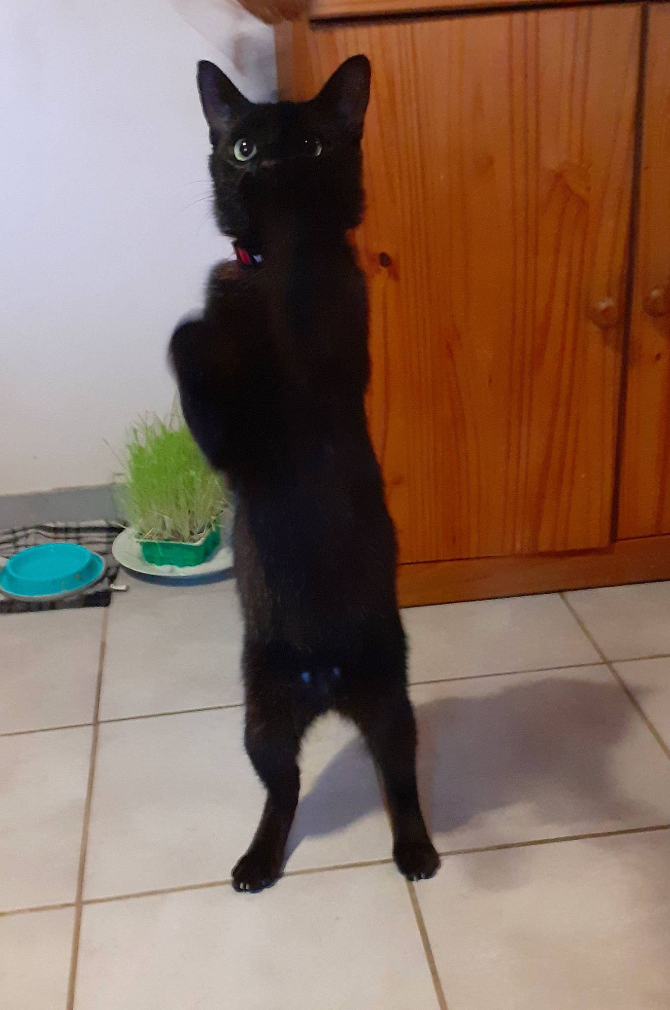 Pharaon a rejoint le concours — aidez-le/la à gagner de superbes lots ! black_cat, bombay, carnivore, cat, dog_breed, domestic_short_haired_cat, door, felidae, floor, flooring, flowerpot, fur, hardwood, houseplant, small_to_medium_sized_cats, snout, tail, terrestrial_animal, whiskers, wood