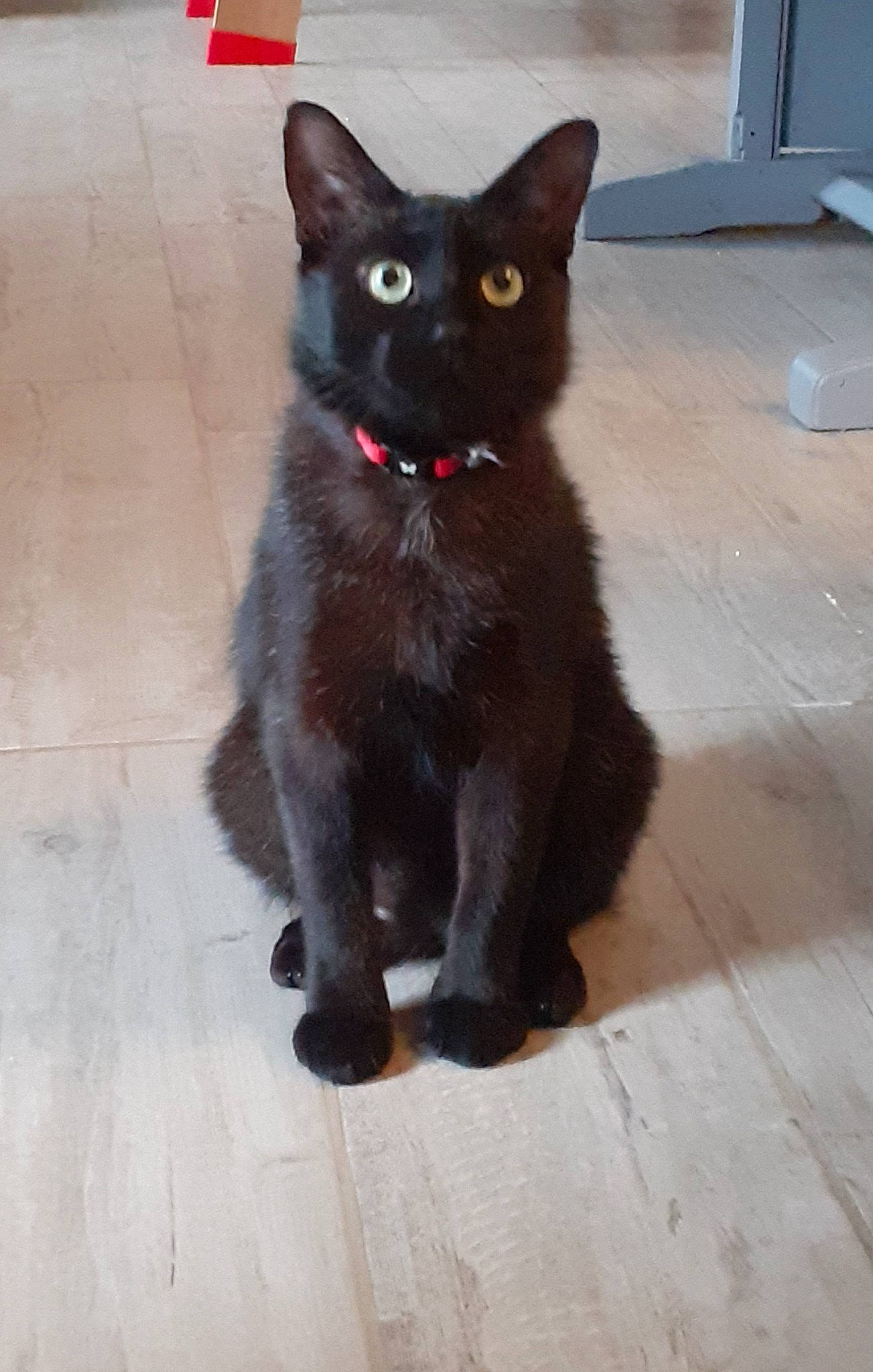 Pharaon a rejoint le concours — aidez-le/la à gagner de superbes lots ! black_cat, bombay, carnivore, cat, claw, domestic_short_haired_cat, felidae, flooring, foot, fur, hardwood, paw, small_to_medium_sized_cats, snout, tail, terrestrial_animal, whiskers, wood