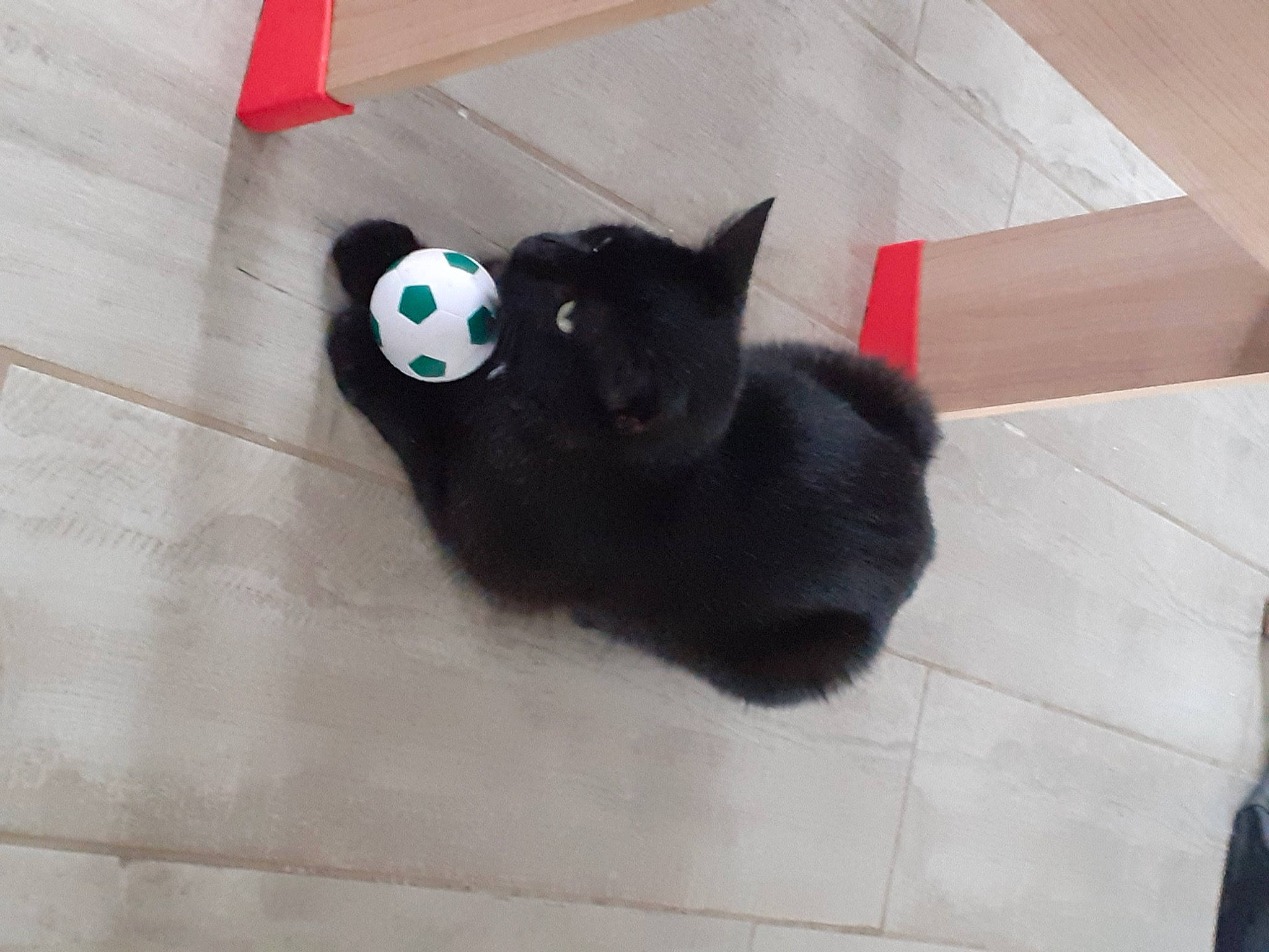 Pharaon participe au concours pour gagner de l'argent avec cette photo : black_cat, carnivore, cat, comfort, domestic_short_haired_cat, electric_blue, felidae, flooring, fur, grey, mammal, pattern, plush, small_to_medium_sized_cats, snout, stuffed_toy, tail, terrestrial_animal, toy, whiskers