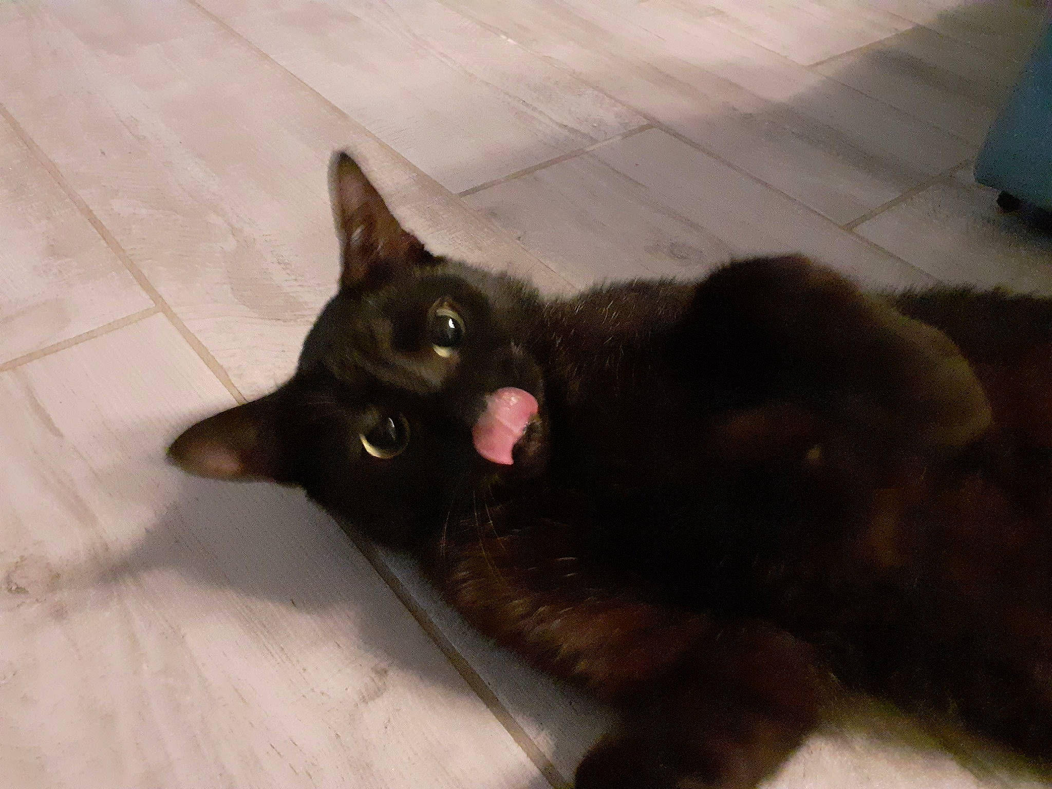 Pharaon participe au concours pour gagner de l'argent avec cette photo : black_cat, bombay, canidae, carnivore, cat, claw, dog_breed, domestic_short_haired_cat, felidae, floor, flooring, fur, hardwood, havana_brown, paw, small_to_medium_sized_cats, snout, tail, terrestrial_animal, whiskers