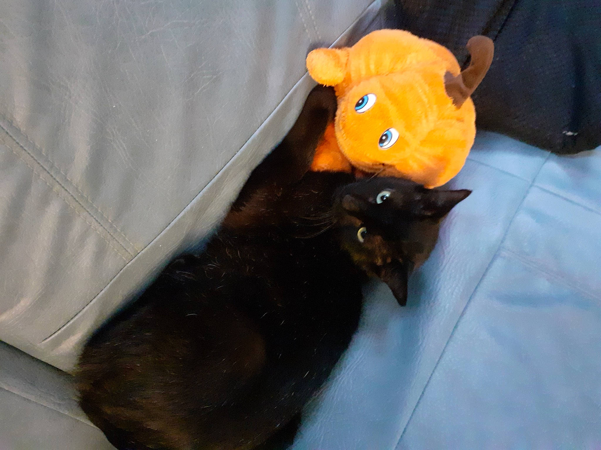 Pharaon a rejoint le concours — aidez-le/la à gagner de superbes lots ! black_cat, canidae, carnivore, cat, comfort, dog_breed, domestic_short_haired_cat, fashion_accessory, fawn, felidae, fur, sleeve, small_to_medium_sized_cats, snout, stuffed_toy, tail, terrestrial_animal, textile, whiskers, working_animal