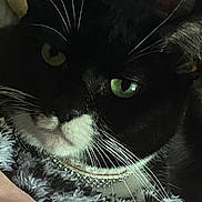 Dori is registered to the contest to win money with this photo: animal, black_and_white, blanket, cat, close_up, collar, cozy, cute, domestic_cat, feline, fur, green_eyes, indoor, pet, portrait, relaxed, resting, sleepy, soft_texture, whiskers