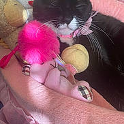 Dori Marie joined the competition — help win amazing prizes! animal, ball, bed, cat, couch, cushion, face, furniture, head, homedecor, kitten, person, pet, photography, plush, portrait, sport, tennis, tennisball, toy