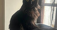 Moon a rejoint le concours — aidez-le/la à gagner de superbes lots ! cat, black_cat, pet, indoor, window, laundry_basket, feline, animal, yellow_eyes, fur, sitting, shadow, light, curtain, home, cozy, quiet, mystery, portrait, domestic_cat