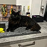 Moon participe au concours pour gagner de l'argent avec cette photo : cat, black_cat, fluffy, kitchen, countertop, bottle, decor, domestic_animal, pet, feline, relaxed, indoor, animal, fur, whiskers, eyes, muzzle, table, household, resting