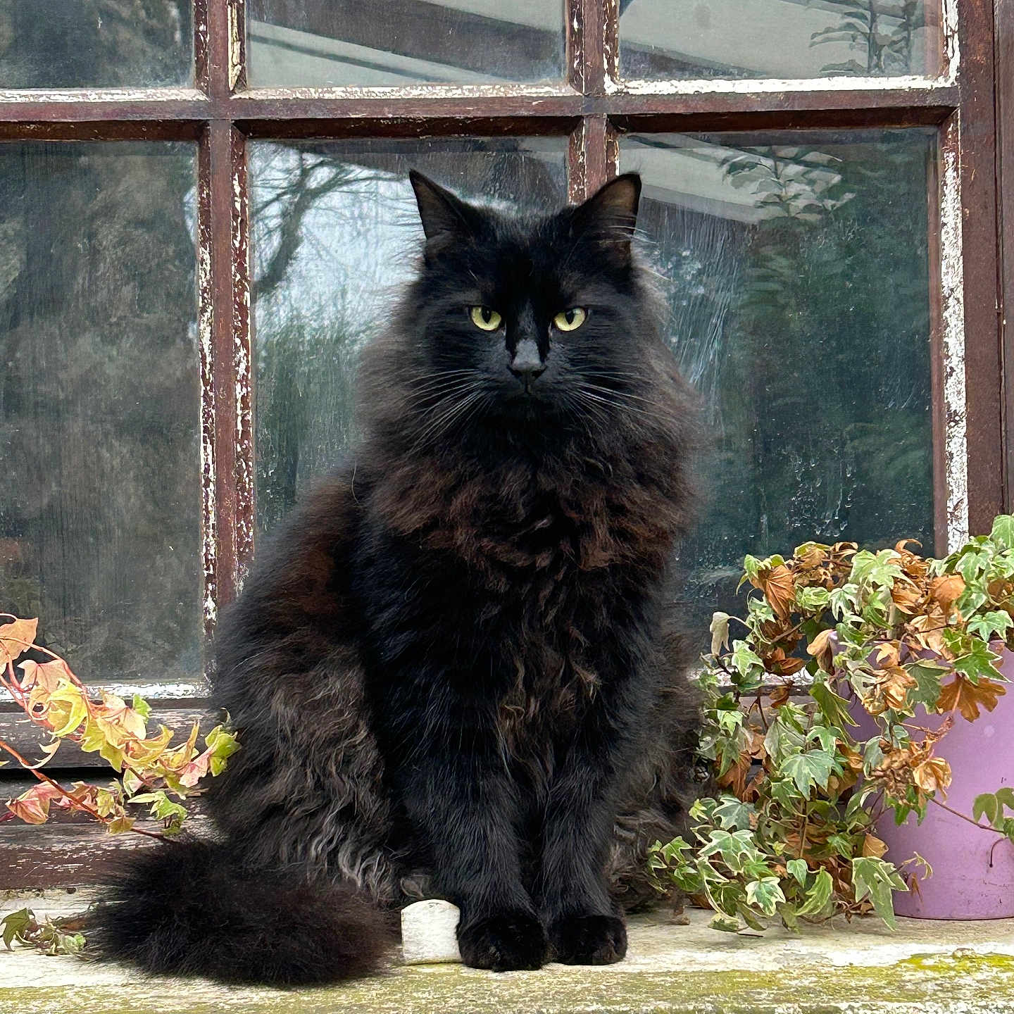 Moon participe au concours pour gagner de l'argent avec cette photo : cat, black_cat, fluffy, sitting, window, ivy, plant, pot, outdoor, stone_ledge, yellow_eyes, regal, fur, nature, old_window, weathered, greenery, peeling_paint, animal, pet